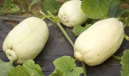 潍坊爆料视频吃瓜,揭秘吃瓜群众的狂欢现场